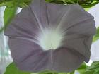 2012年９月15日に開花した息子の朝顔