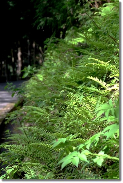 樹木公園-41 シダ 16.4.20