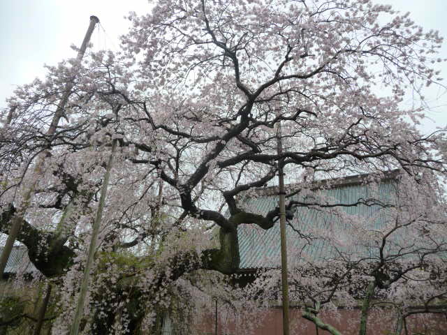 458 しだれ桜