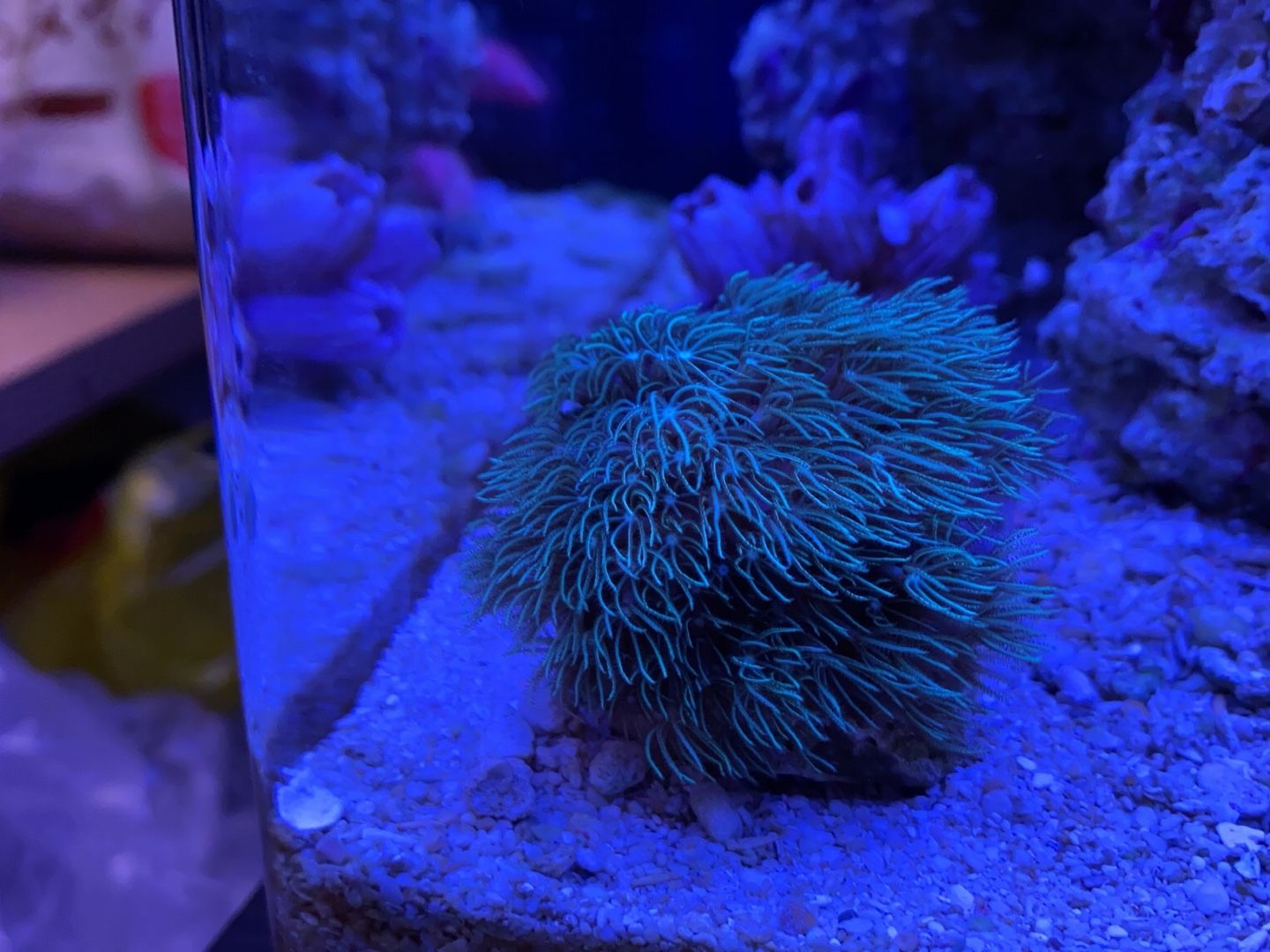 3ページ目の はじめての海水魚水槽 ありえないありえる水槽を作りたい ヲカマの日記 楽天ブログ