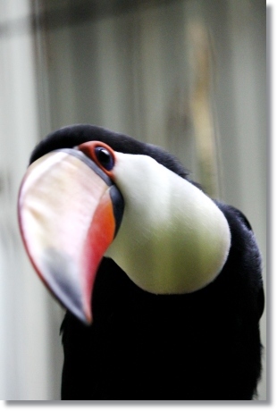 東京旅行-59 オニオオハシ-8 13.10.5