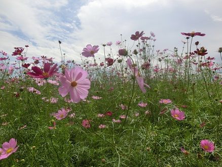 鼻高展望花の丘のコスモス 百日草 牧場のアイス 寿司ランチ 静かな時が流れる 風の庭 楽天ブログ
