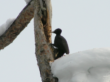 2016-02-20kumagera1.JPG