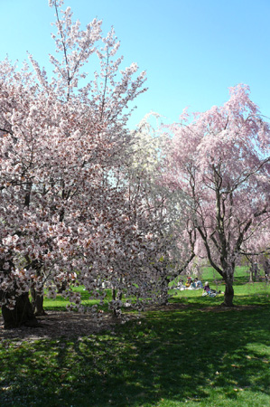 Cherry02.jpg