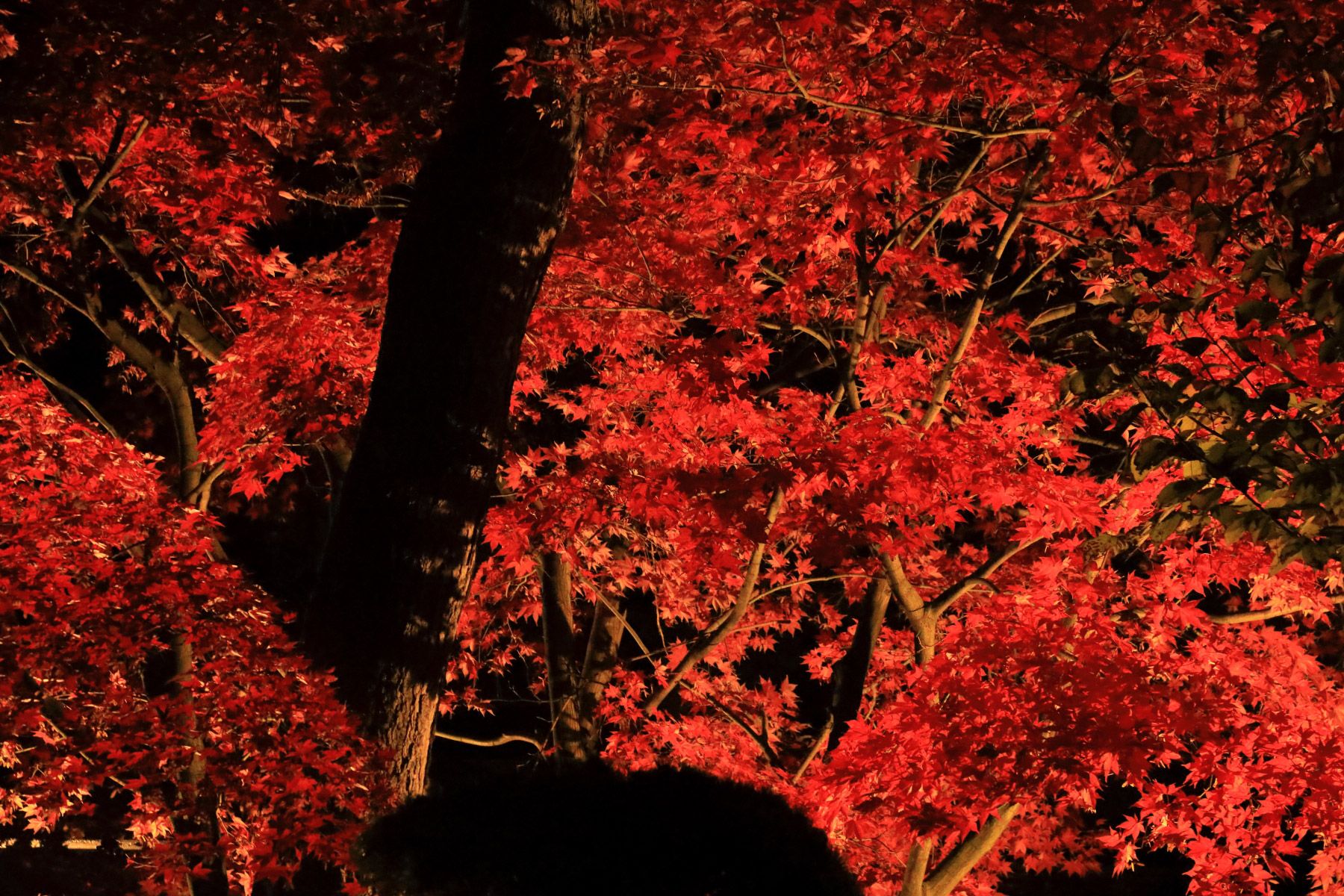 わが家の紅葉夜景 壁紙自然派 楽天ブログ