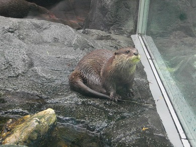 鳥羽水族館　カワウソ