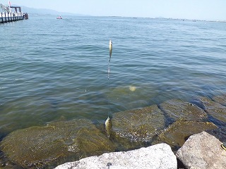 びわ湖の恵み0501-3