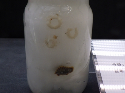 大阪市立自然史博物館2015年7月中旬34　カラマツガイ（Siphonaria japonica）の卵塊
