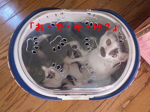 どこ行くの？