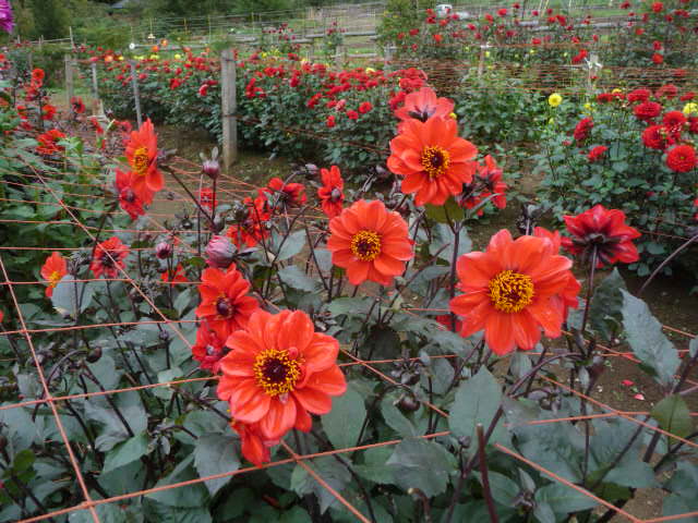 985 ジャパニーズ