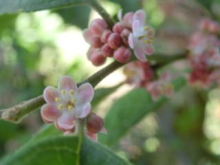 ウメモドキの実が美しい。下草はヤブラン。 | 静かな時が流れる｢風の庭」 - 楽天ブログ