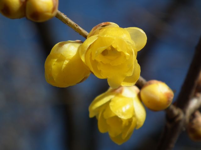 DSCF2112.JPG