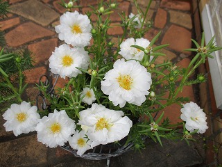 IMG_4660ss.jpg