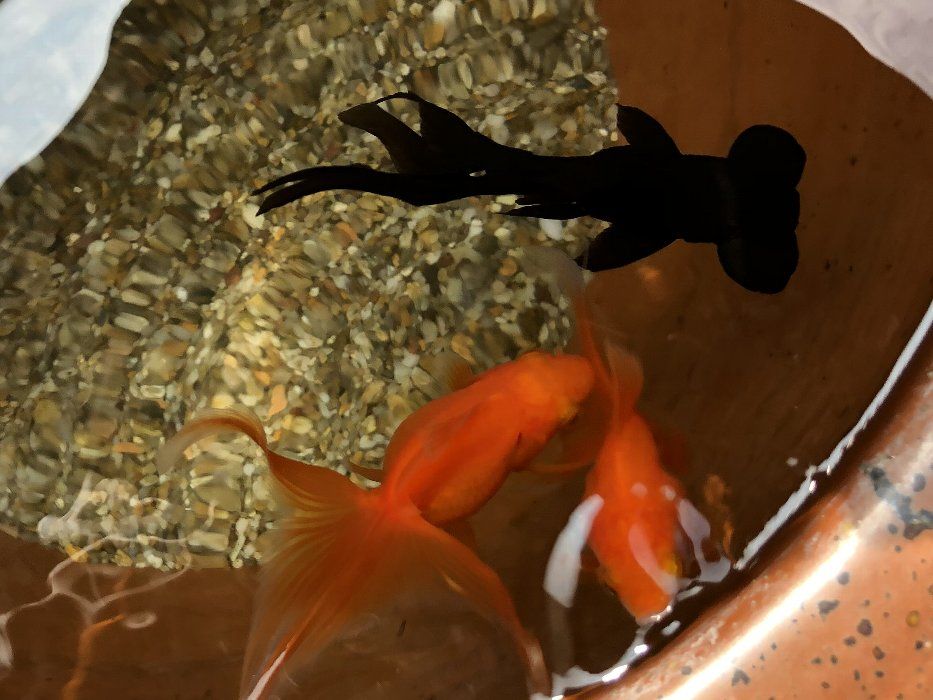 我が家のペットの金魚ちゃんを紹介します かわいいですよ 美味しい味噌汁のブログ 楽天ブログ