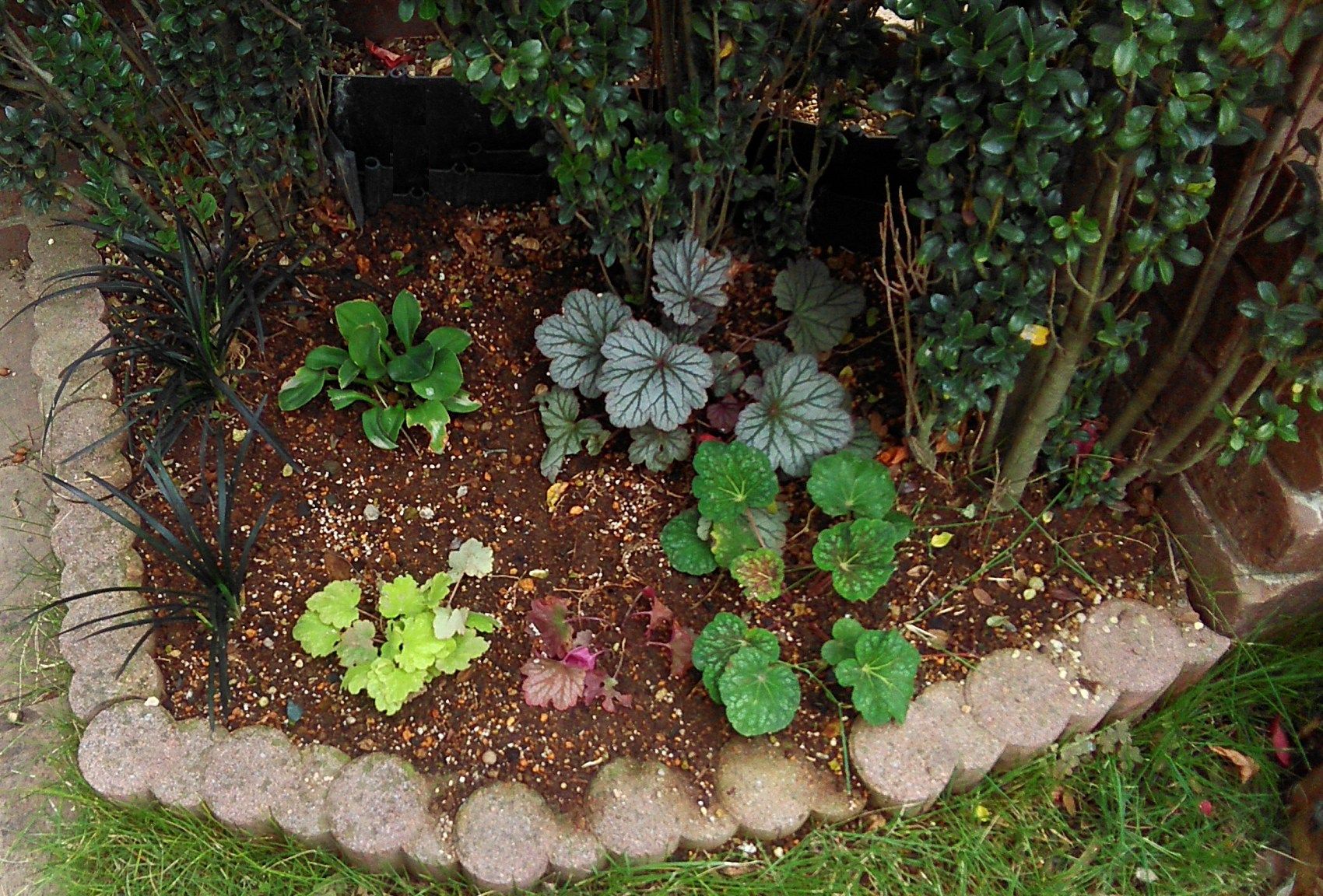 今年のトウテイランは Miraiの庭 つれづれに 楽天ブログ