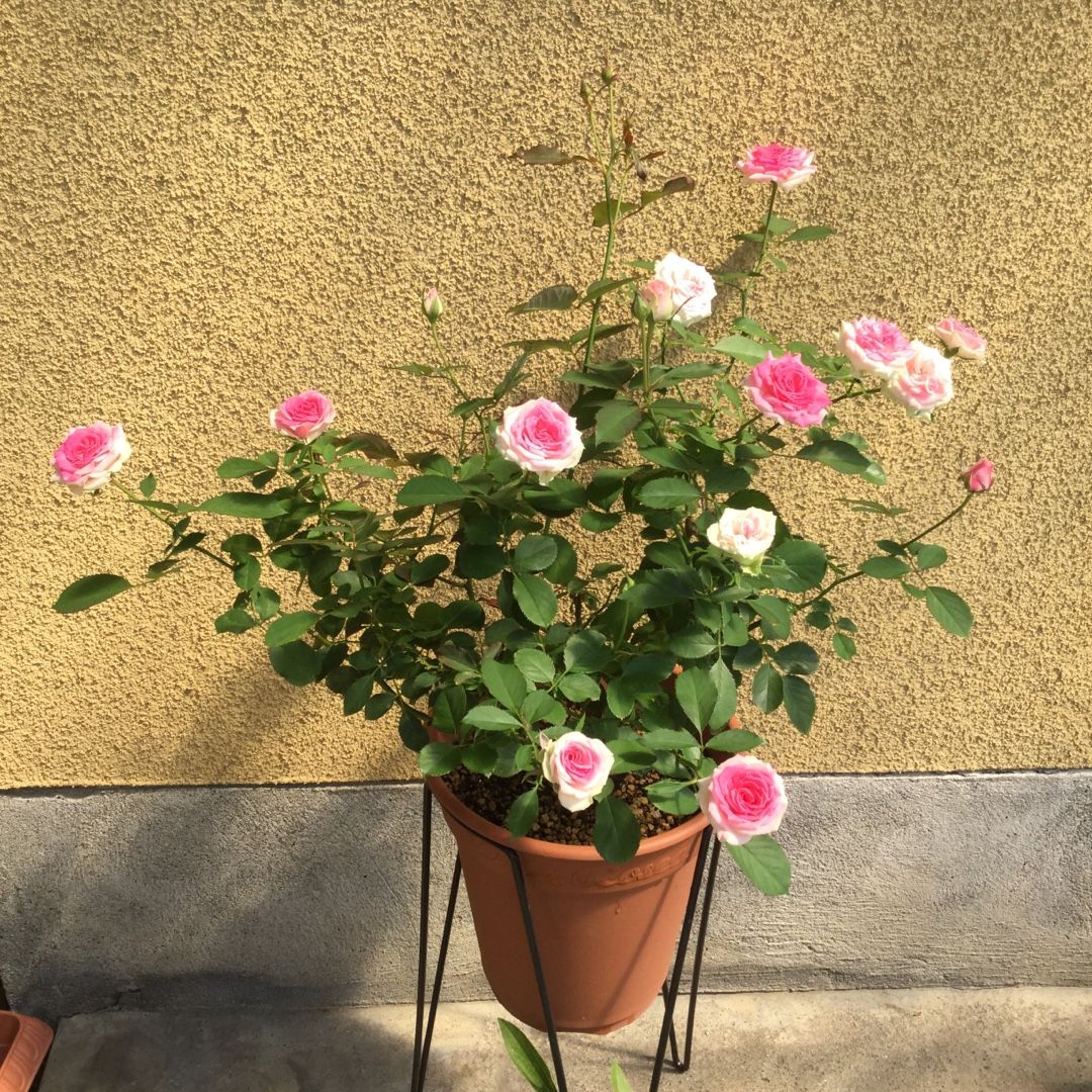 パシュミナ 覆輪のミニバラ ばらと猫とフラメンコ 楽天ブログ