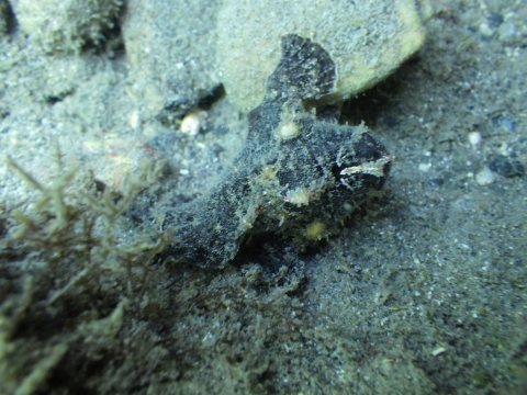 串本磯採集2017年7月下旬後半26　ベニカエルアンコウ（Antennarius nummifer）