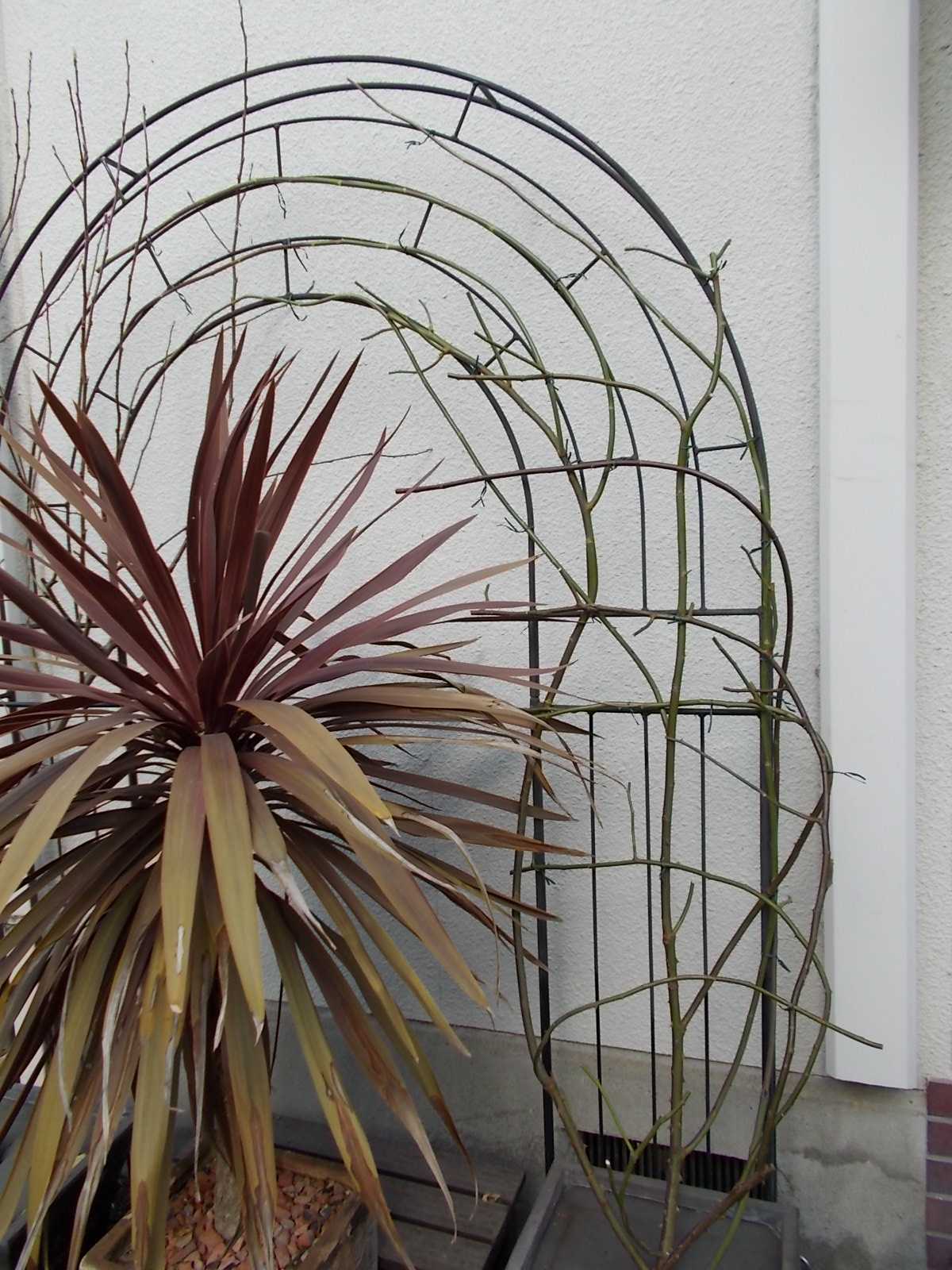 エドゥアール マネを平面アーチに誘引 バラを咲かせることが好き 楽天ブログ