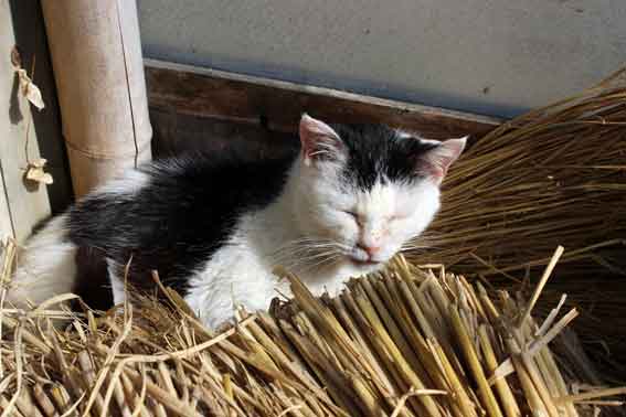 我が家のニャンコ♪2014/02/26-3