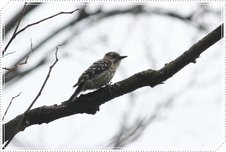 犀川河川敷-12 コゲラ 13.5.4