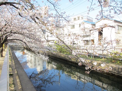 江東区南砂町の仙台堀川公園の桜