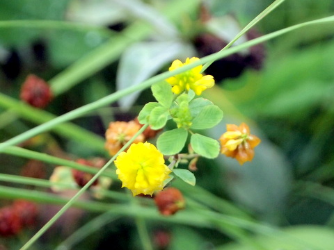 コメツブツメクサの花