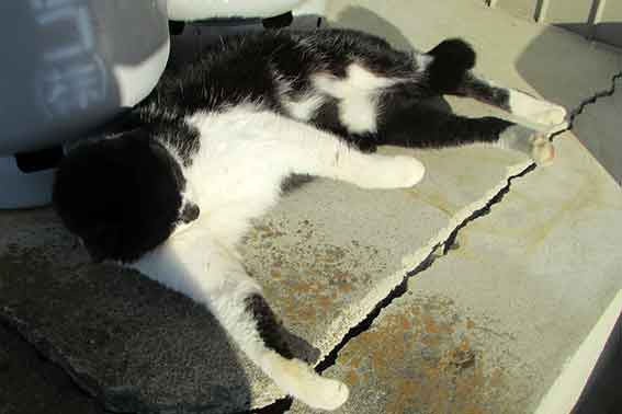 我が家のニャンコ♪2016/1/11-03