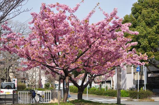 桜5