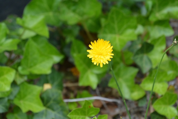 馬淵智子さんの金メダル