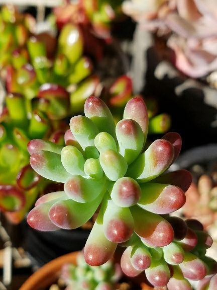 新着記事一覧 デルオの多肉日記 楽天ブログ