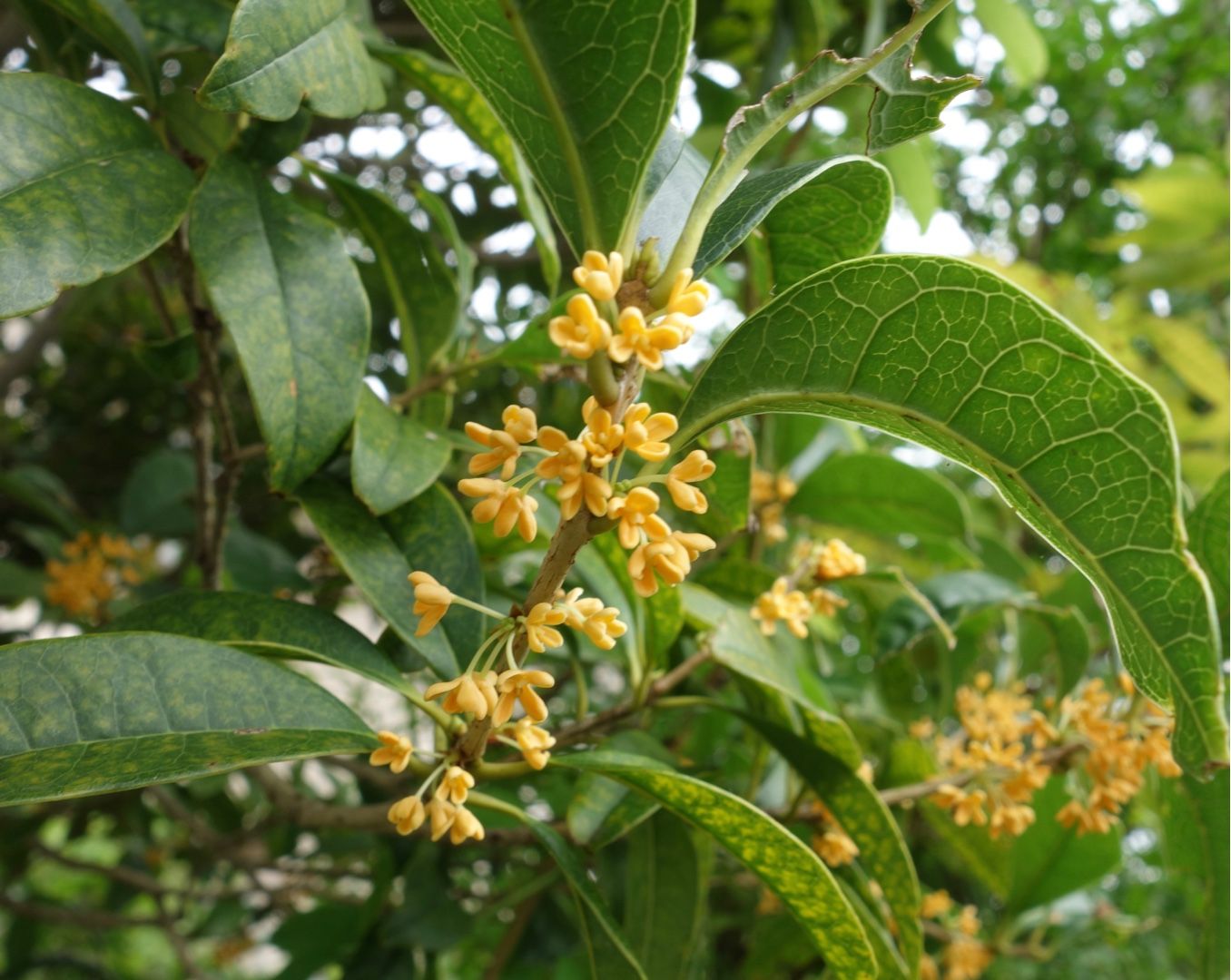 最高かつ最も包括的な金木犀 開花 最高の花の画像