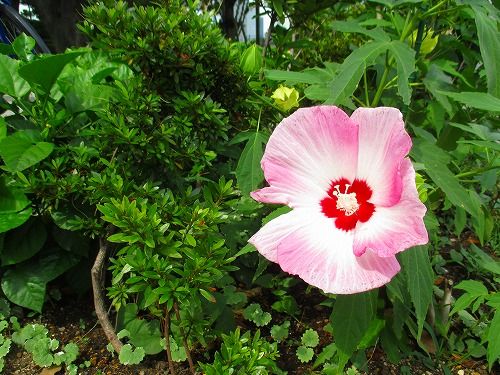 夏の花 咲いてきましたね おとっつぁん いろいろやっちょります 楽天ブログ