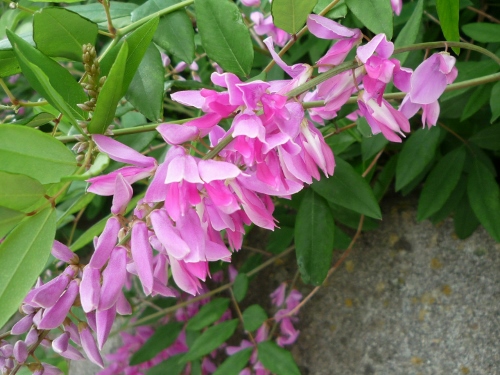 P1150243 (500x375).jpg