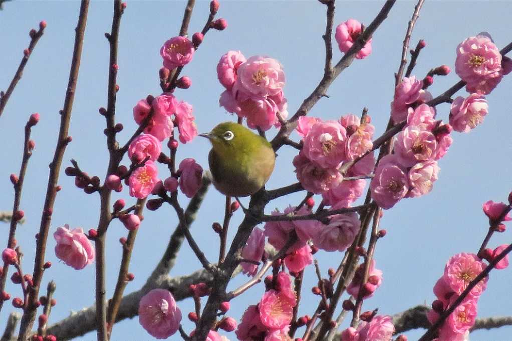 庭の鳥;紅梅メジロ、蜜柑メシロ、ヒヨドリ、エナガ。庭の花;黄色いバラ。 | 大分金太郎の花鳥蝶月 - 楽天ブログ