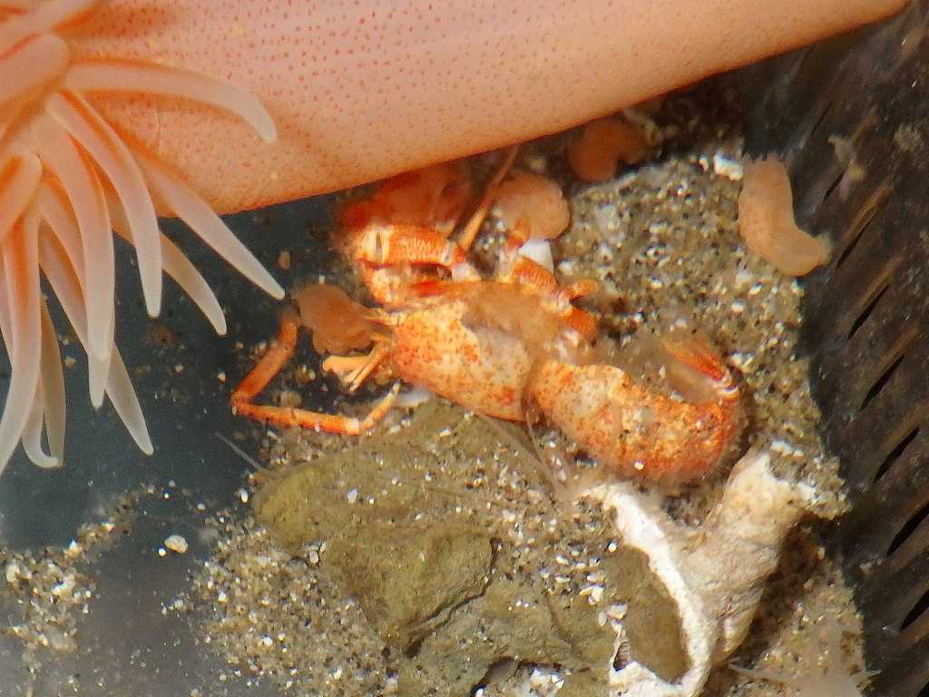 カルイシヤドカリ（Pylocheles mortensenii）3　深海性ヤドカリの脱皮