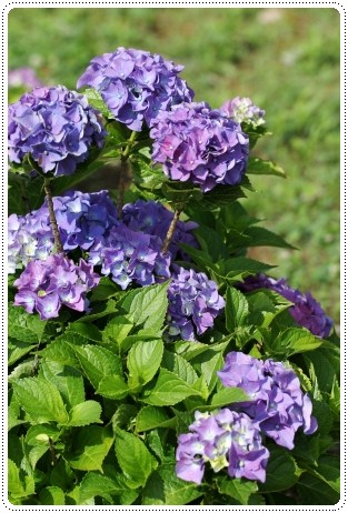 大乗寺丘陵公園-22 アーリーブルー-1 13.6.22