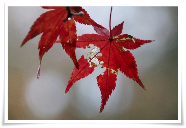 北部公園-28 蓮池-14 15.11.14