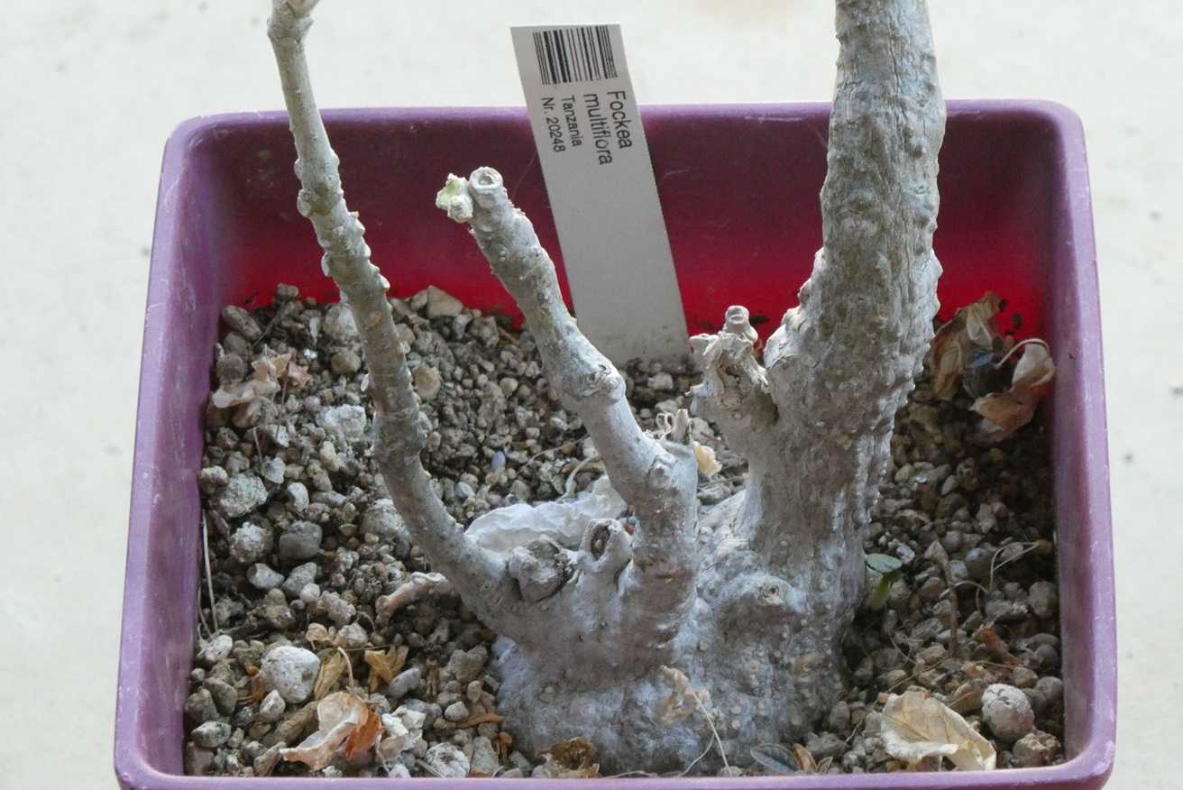 フォッケア・ムルチフローラ(Fockea multiflora) | 小平太1098のブログ