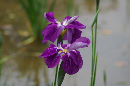 花菖蒲