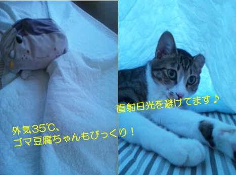 20120718_4.jpg