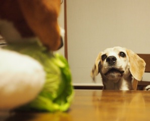 食べないでぇ～