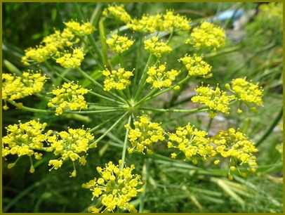 令和３年７月１日 茴香の花は魔術師目を騙す 花の歳時記 天南星の魅力 山野草 楽天ブログ