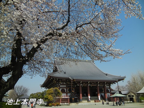 池上本門寺とその周辺の桜