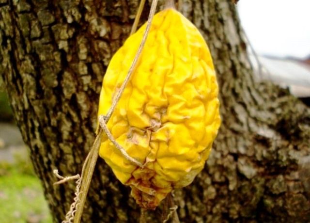 キカラスウリの実 花と蕎麦とリハビリと 楽天ブログ