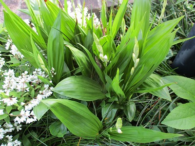 IMG_2480ss.jpg
