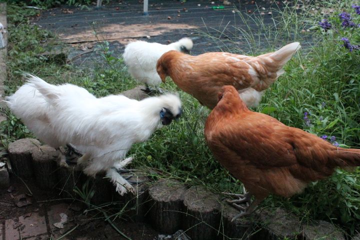 新着記事一覧 ウズラ ニワトリ たまに育雛 楽天ブログ