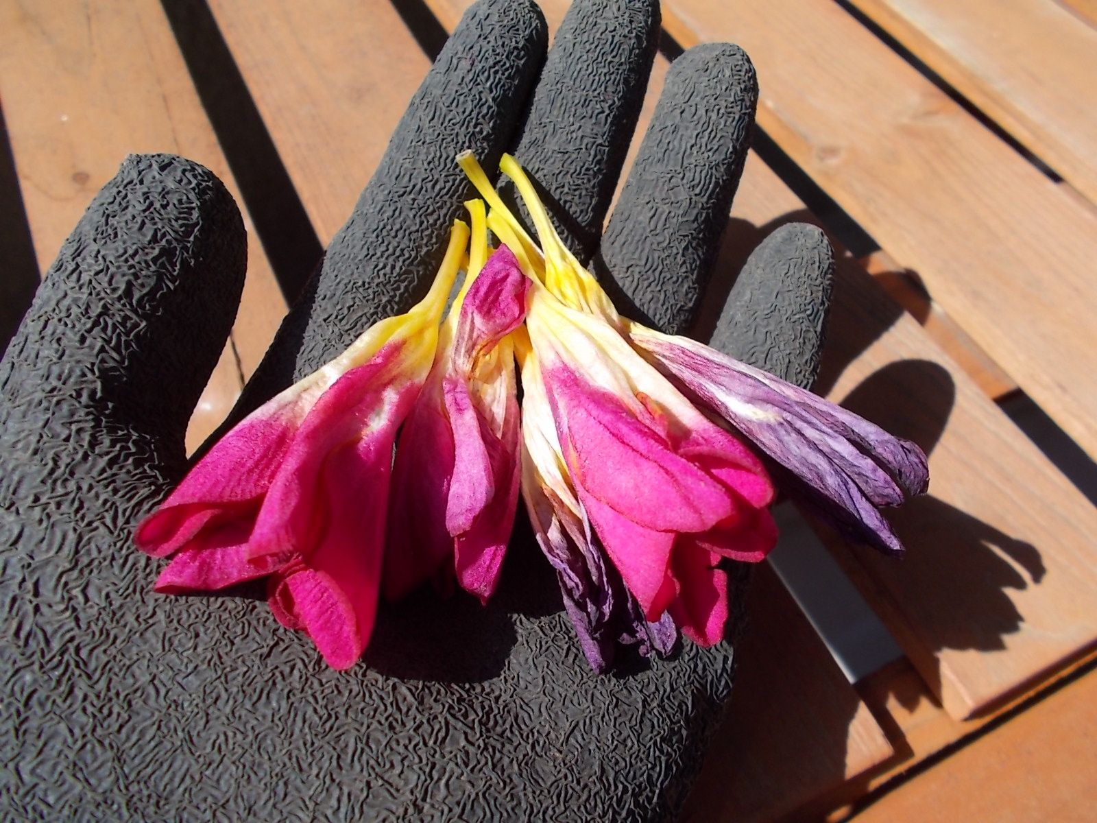 フリージアの花がらを摘みました バラを咲かせることが好き 楽天ブログ