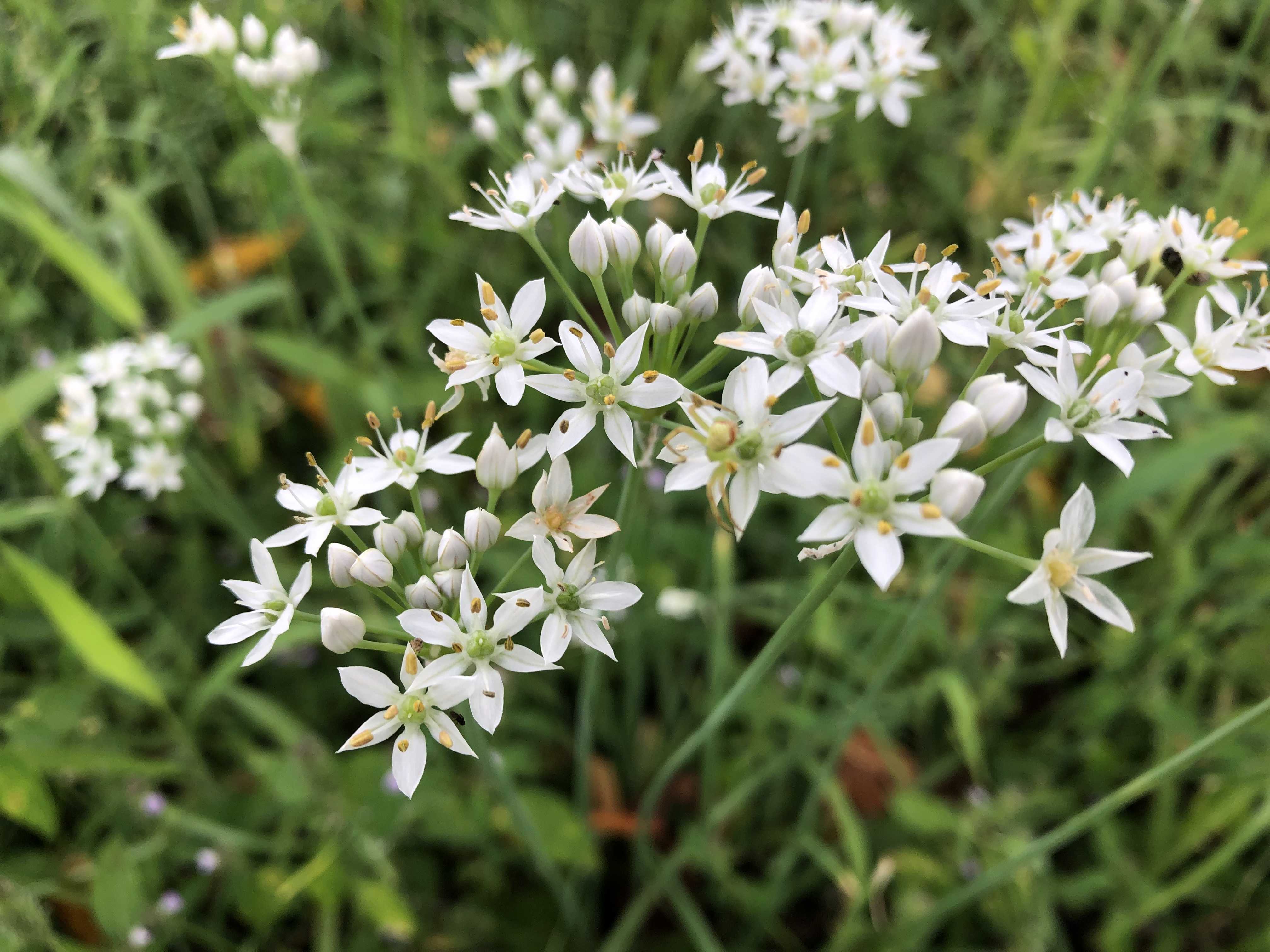 韮の花 徒然なるままに 楽天ブログ