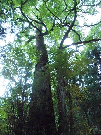 DSCN4654.jpg