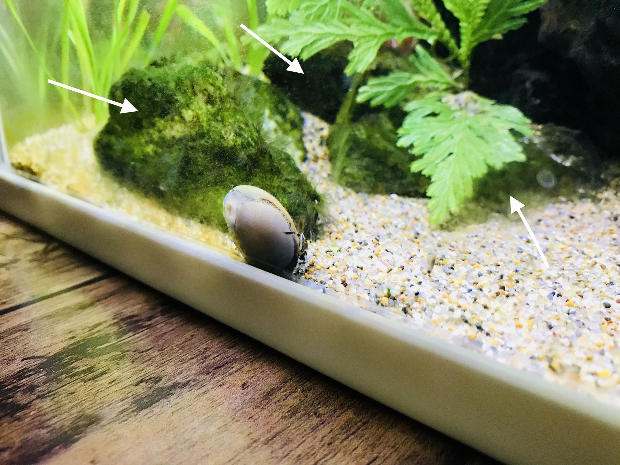 2ページ目の アクアリウム Maria S Home 楽天ブログ